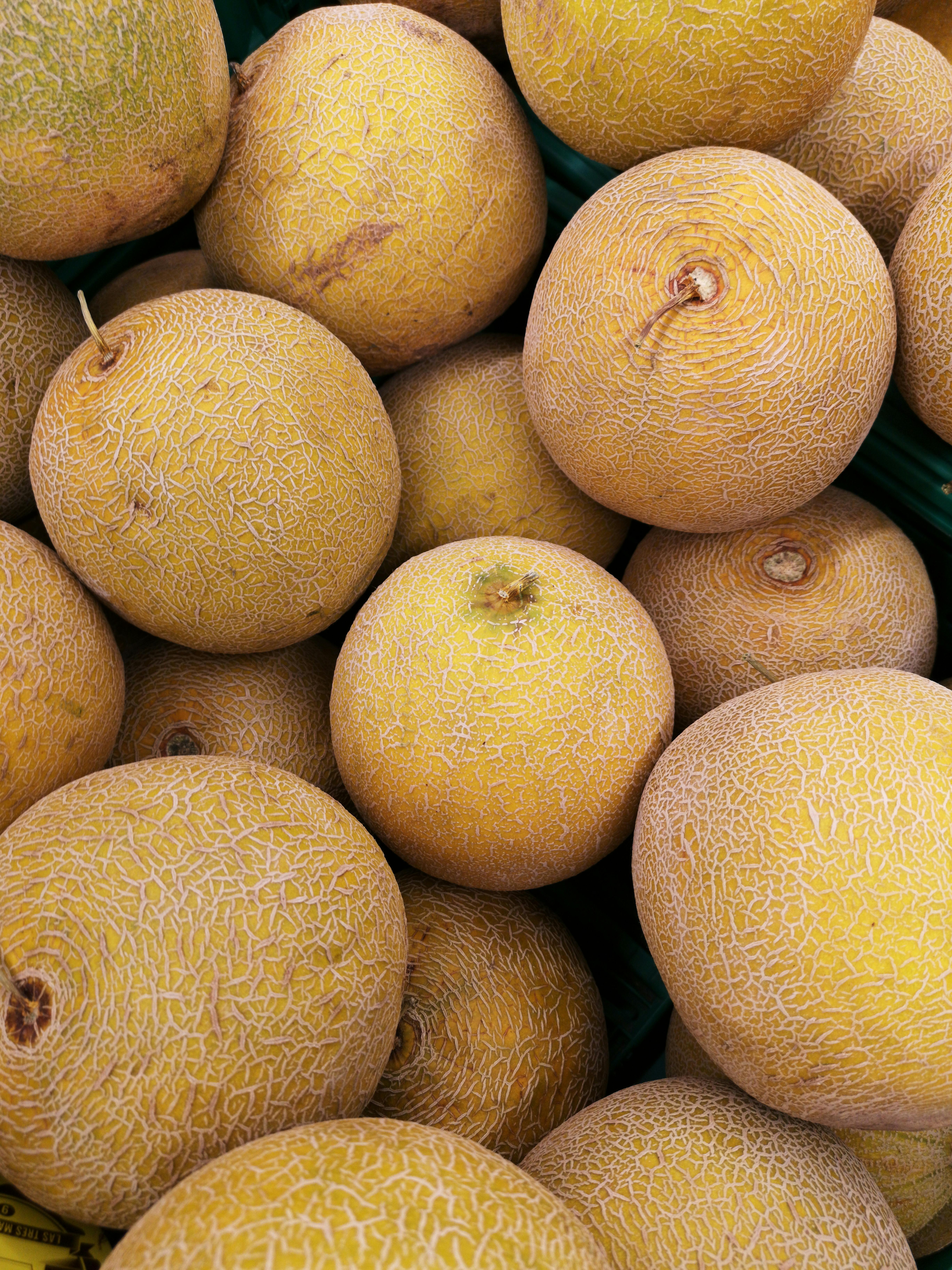 Melon galia